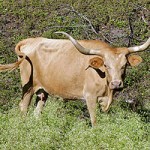 300px-Texas_Longhorn_cow